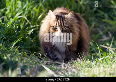 front view of a adult male norwegian forest cat walking over the lawn looking curiously at camera Stock Photo