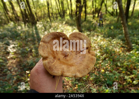 brown roll-rim mushroom held in hands after picking in the autumn forest. Poland, Europe Stock Photo