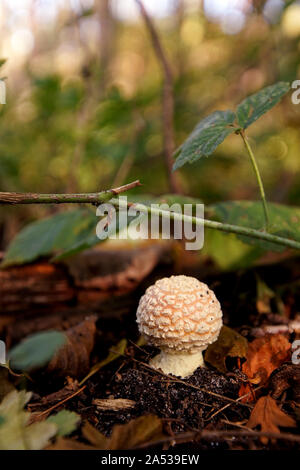 Very young, small fly agaric hidden in the autumn forest. Poland, Europe Stock Photo