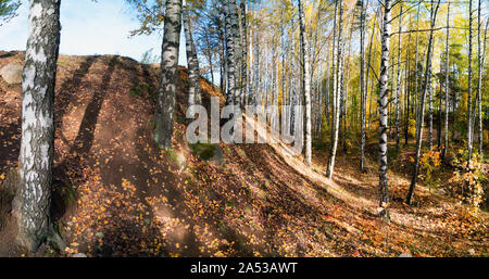Birch grove on the mountainside . Autumn landscape.Vsevolozhsk, Leningrad region Stock Photo
