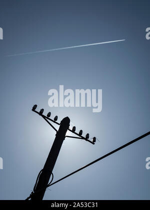 Old wooden electricity or telecommunication pole against the light. Eastern Carpathians, Slovakia, Europe Stock Photo