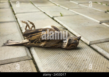 The lifeless sparrow lies on the sidewalk. Bird shot down by car Stock Photo