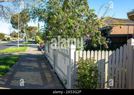 Pedestrian walkway in Melbourne's suburb. The white wooden fence of front yard garden on side of the sidewalk in a suburban street. VIC Australia. Stock Photo