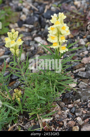 Pale yellow flowers of common toadflax (Linaria vulgaris) growing on an old track. Terrace, British Columbia, Canada Stock Photo