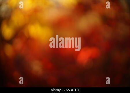 abstract blurry background in yellow red colors, blurred autumn leaves in sunny forest Stock Photo