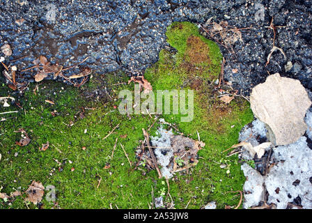 Green moss texture on asphalt and melting ice, soft blurry background close up Stock Photo