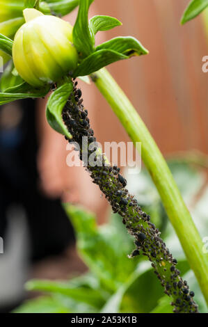 Black Bean Aphid or Blackfly Aphis fabae shown on stem of dahlia plant Stock Photo