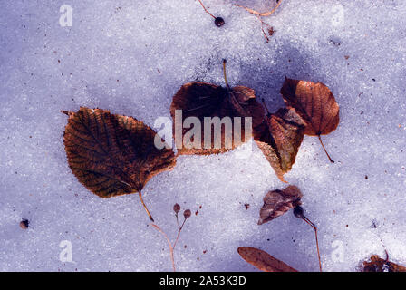 Dry brown-red linden leaves and seeds laying on snow, top view Stock Photo
