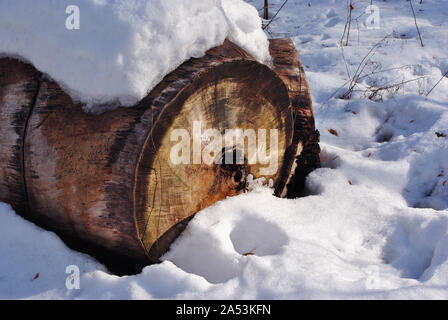 Large sawn poplar tree trunk with hole in center covered with snow Stock Photo