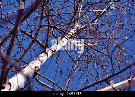 Birch tree black and white trunk texture and branches without leaves on blue spring sky background, view from ground to sky Stock Photo