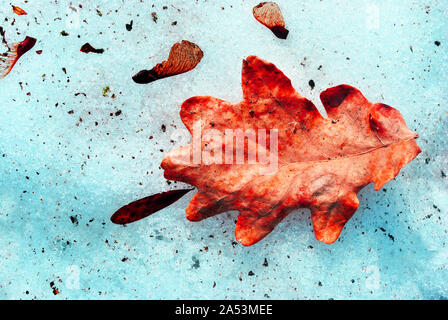 Dry red oak leaf laying on dirty snow, top view Stock Photo