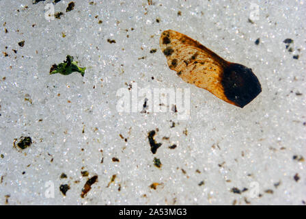 Dry acer seed laying on dirty snow, top view Stock Photo