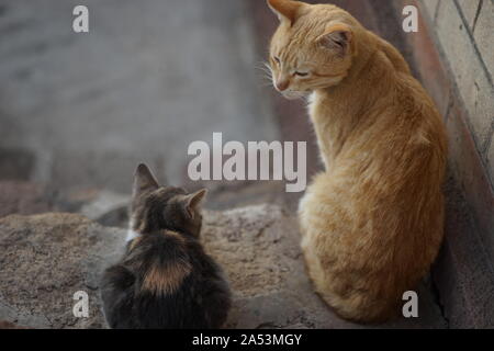 Cats family spend time together, ginger cat father and ashy kitten daughter, rest in the yard, cute domestic animals. Stock Photo