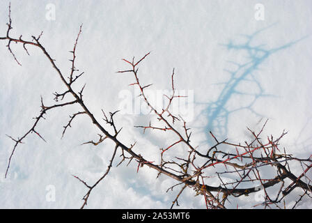 Thorn branches without leaves on bright white snow background with shadows, top view Stock Photo