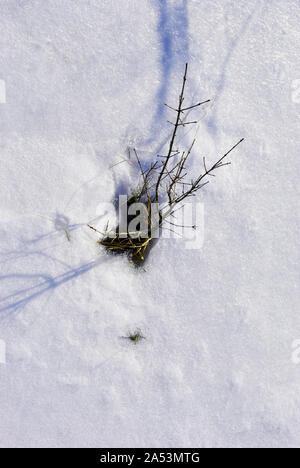 Thorn branches without leaves on bright white snow background with shadows, top view Stock Photo
