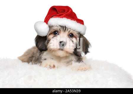 Cute Bichon Havanese puppy dog is lying on a white cushion in Santa's hat - isolated on white background Stock Photo