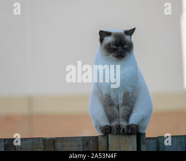 A Himalayan cat which is a hybrid from a Persian and Siamese cat. Named after a Himalayan rabbit. Stock Photo