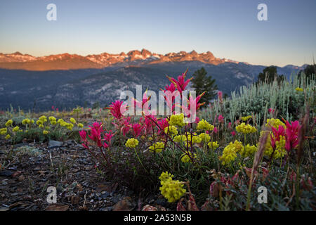 wildflowers growing on Minaret Vista with the Minarets at sunrise in the background Stock Photo