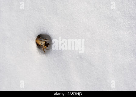 Dry cut reed stem on white snow background, top view Stock Photo