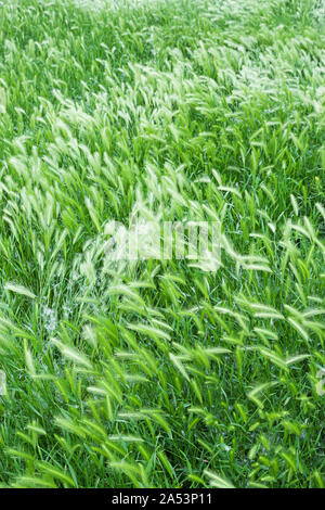 grass seed heads on tall bent over grass stalks Stock Photo