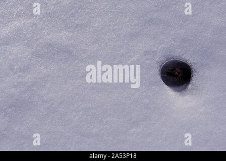 Dry cut reed stem on white snow background, top view Stock Photo