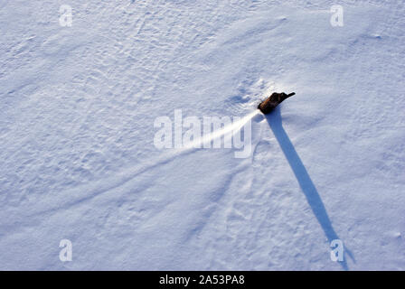 Dry cut reed stem on white snow background, top view Stock Photo