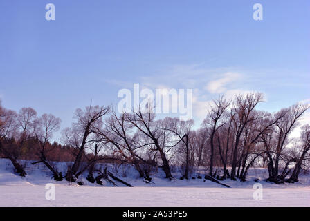 Field covered with snow, willow trees without leaves along, winter landscape, bright blue sky Stock Photo