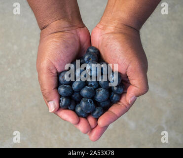 ripe fresh blueberries in the cupped hands of an African American man viewed from above Stock Photo