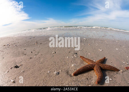 Lone starfish on an empty beach on the gulf coast of Florida. Stock Photo