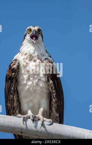 A Osprey perched on a light post with its mouth open wide as it calls out. Stock Photo