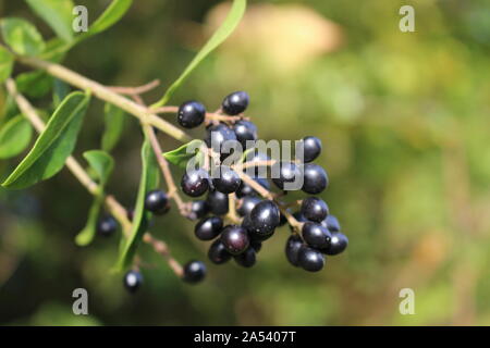 Close up of wild privet berries with selected focus and shallow depth of field Stock Photo