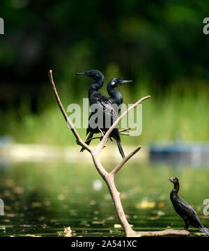 Indian Cormorant, a water bird or wader, Action shot of wild animal in natural habitat of Asian tropical country with green background Stock Photo