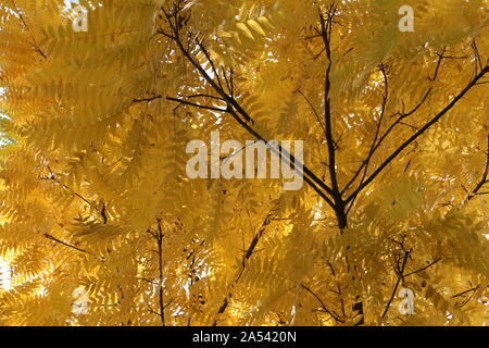 Yellow leaves with dark branches texture Stock Photo