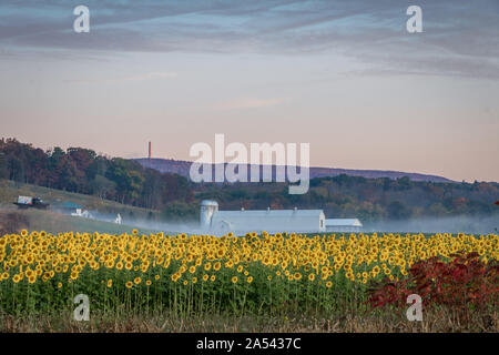 Sunflowers in bloom on farmland with rolling hills, white barn and High Point State Park in distance at sunrise in fall Stock Photo