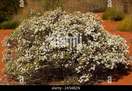 Australian native shrub, Olearia pimelioides, Showy Daisy Bush, covered with mass of white flowers against red soil of arid landscape, South Australia Stock Photo
