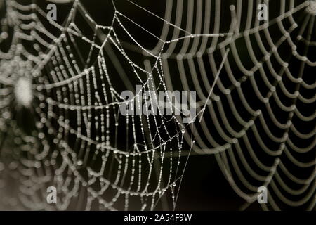 Detail of cobweb after the rain as abstract background Stock Photo