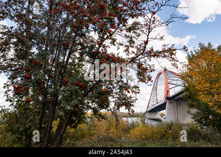 View from the bank of the Ob River to a mountain ash and a large arched Bugrinsky bridge on a warm autumn day with a blue sky and clouds. Stock Photo