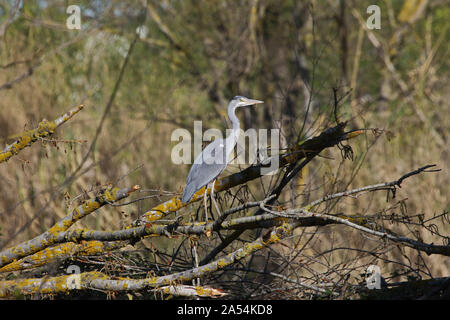 grey heron Latin ardea cinerea perched on a branch by a river in the province of Macerata, Le Marche, Italy Stock Photo