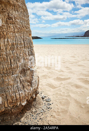 Close up picture of a palm tree trunk on a beach, vacation concept, selective focus. Stock Photo