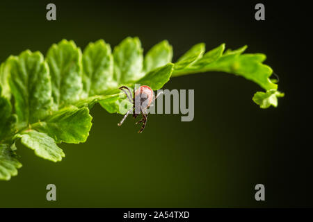 Wood tick hangs on a leaf. Green background. Lurking wood tick. Female of the tick sitting on a leaf, brown background. A common European parasite Stock Photo