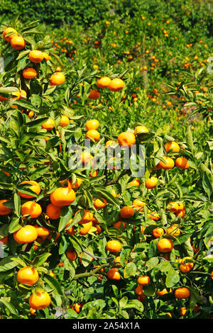 Citrus unshiu fields Stock Photo