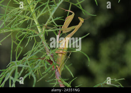 European praying mantis or mantid Latin mantis religiosa on a wild flower in summer in Italy state symbol or animal of Connecticut Stock Photo
