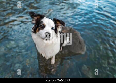 sitting Australian Shepherd Stock Photo