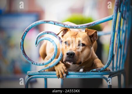 lying  American Pit Bull Terrier Stock Photo