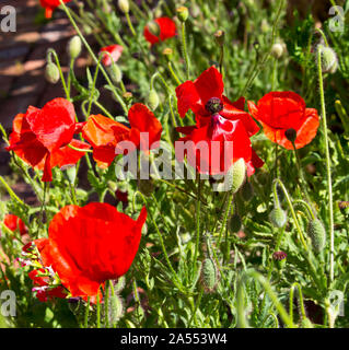 Papaver orientale (Oriental poppy)  Ranunculales, Family: Papaveraceae, Genus. Papaver, a perennial flowering plant with double ruffled red petals. Stock Photo