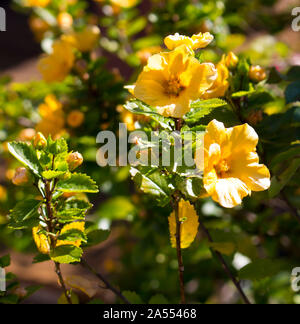 Sida Fallax Butterkin is a low spreading buttery-orange shrub whose flowers resemble a miniature Hibiscus and occur in prolific terminal clusters . Stock Photo
