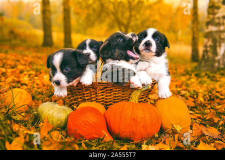 welsh corgi pembroke puppies dogs with pumpkins Stock Photo