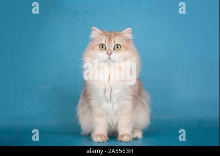 British Longhair Cat Stock Photo