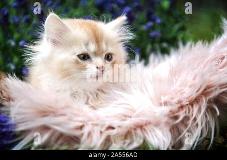 German Longhair kitten portrait Stock Photo