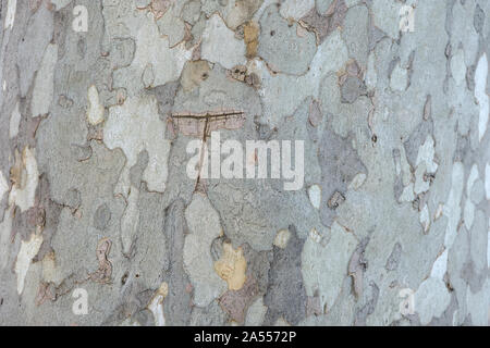 Closeup of plane tree bark, flat full and without borders with the plot highlighted Stock Photo